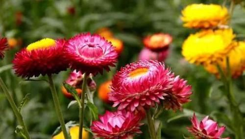  拥有|超优秀的4种花，花期超长，观赏价值高，值得拥有