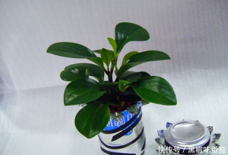 别把铁罐子扔了、卖了,钻孔养花,植物长得好,越看越讨喜