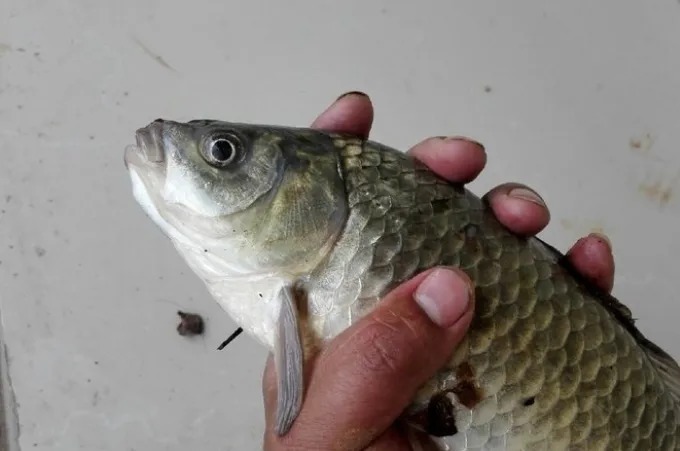 鲫鱼|鲫鱼别一味用台钓,老钓手才不会说,这玩法十用九准,学会够你忙