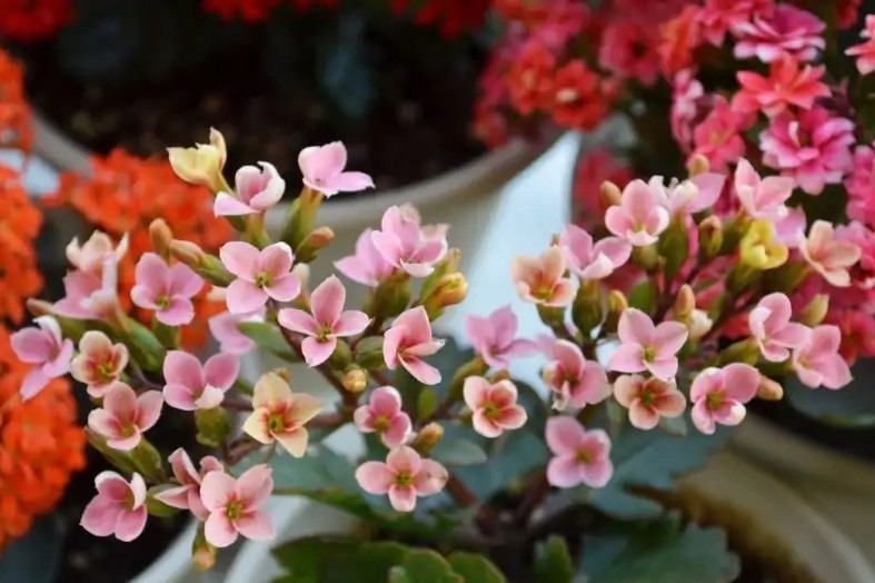 75个长寿花品种,一个比一个美,一起来认识一下吧!