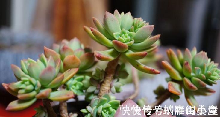 多肉|多肉中的“普货”马库斯，好养又漂亮，于新人而言却是“精品”