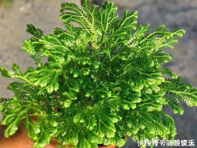 还魂草|野外碰见这种“草”,挖回家做盆景,人称“还魂草”很值钱