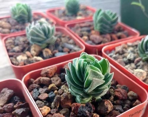 钱串景天|5种长相稀奇的多肉,养小花盆里照旧开花,可养很多年