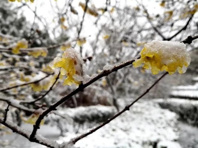 油菜花|春雪漫卷，蓬莱阁的美藏不住了！