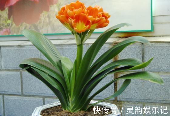 养君子兰，掌握4个小技巧，年年叶绿花艳、长爆盆