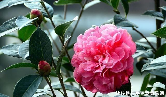 空气湿度|茶花掉花苞的原因,藏在一句“顺口溜”里,古人的经验,值得借鉴!