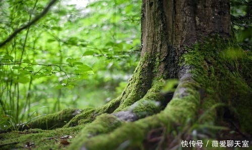 石头|世界上最神奇的石头已经存在了几千年, 其中之一就是在我国