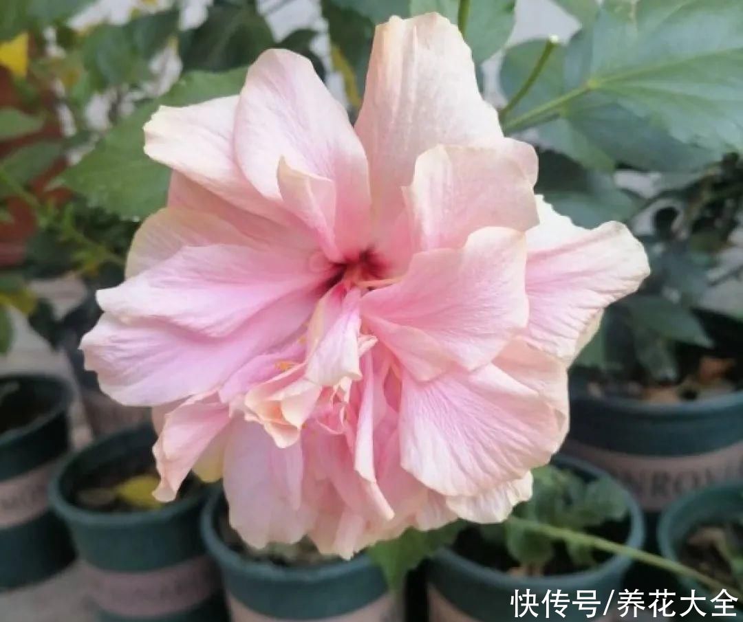 冬天好养的花,皮实不娇气,颜值高上档次,咋养都开花