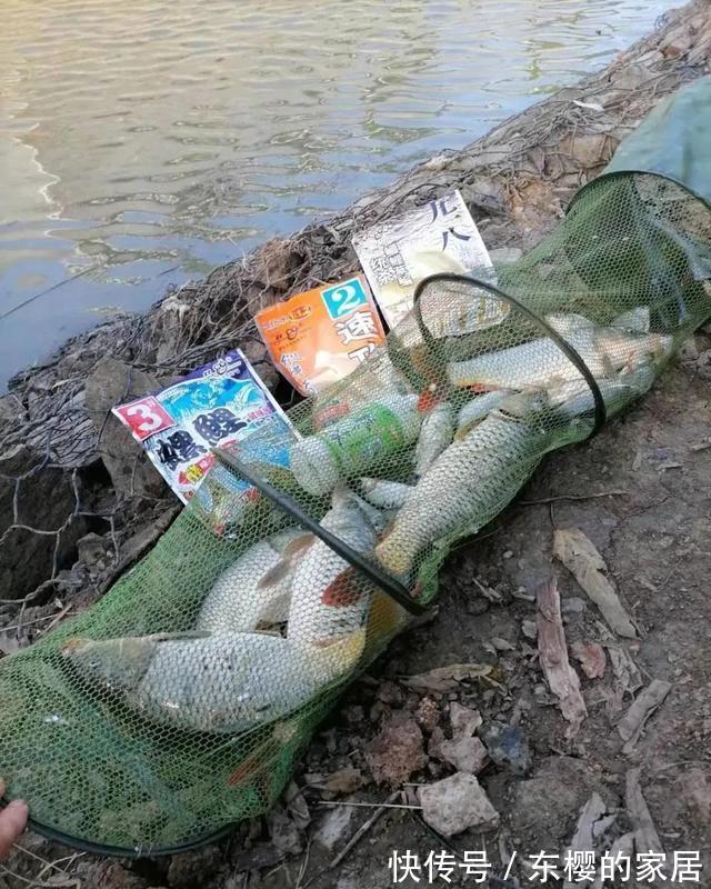 老鬼螺鲤钓鲤鱼,yyds