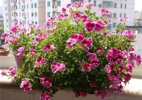 你家窗台还没变花园？只因缺了这6种花