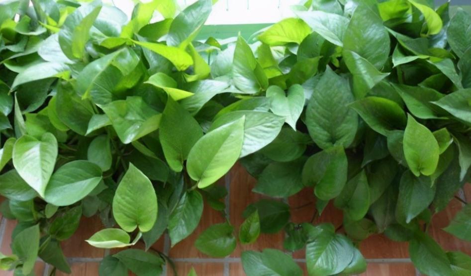 绿萝长得慢?多浇“2种水”,不用多花钱,茎叶就养得绿油油