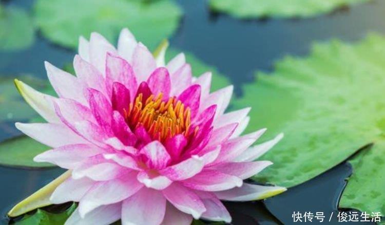 五角星花五角星花|阳台养花,不妨养这4款植物,堪称是开花机器,养在阳台极美了