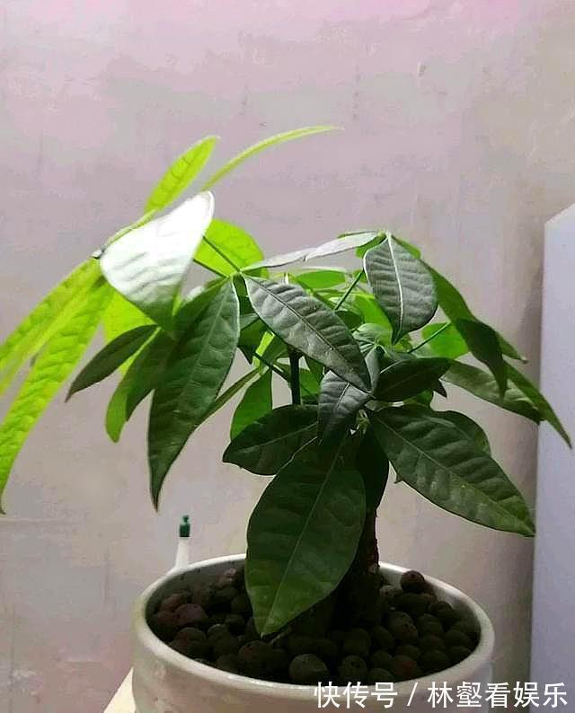 发财树长白斑,过一阵子就黄叶,用对处理方法,恢复油绿不黄叶!