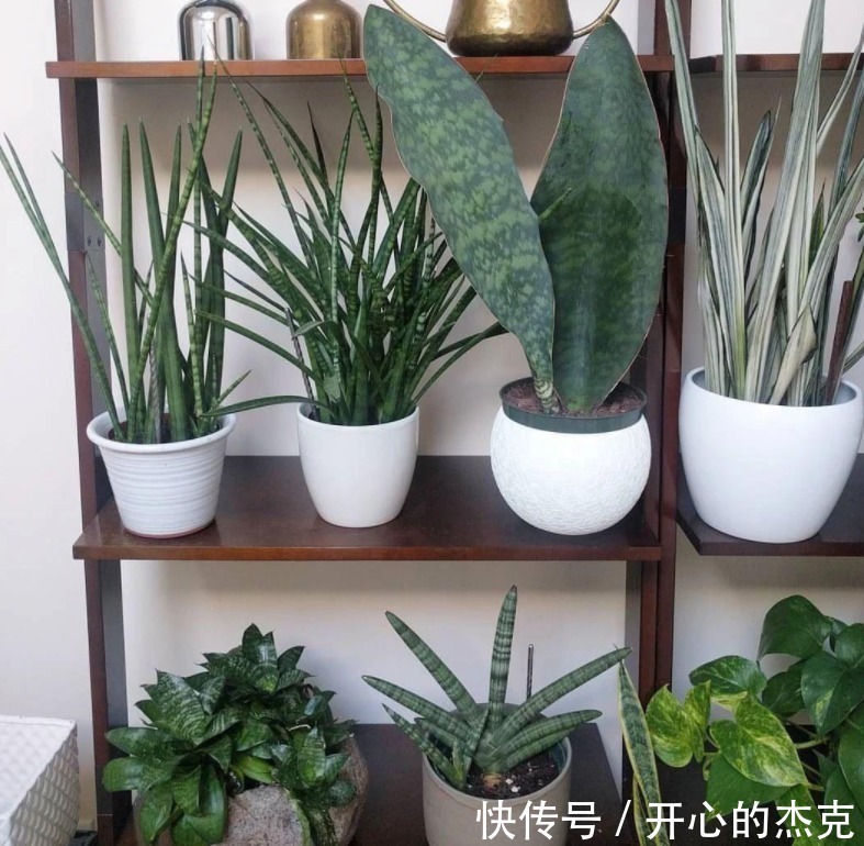盆栽|室内盆栽植物,选花卉不如养绿植,这4款堪称一绝