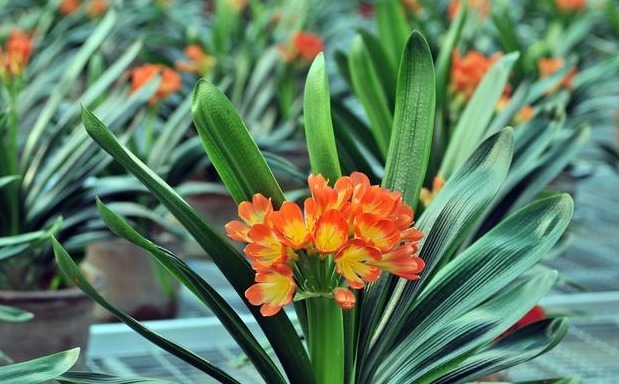 君子兰，四季海棠以下养殖，花苞一波接一波，叶茂花艳花开不断