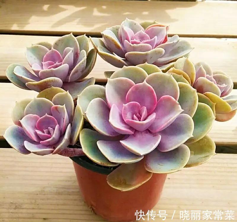 养花很容易上瘾,一个“中毒太深”的花友自述,看完你还敢养花吗