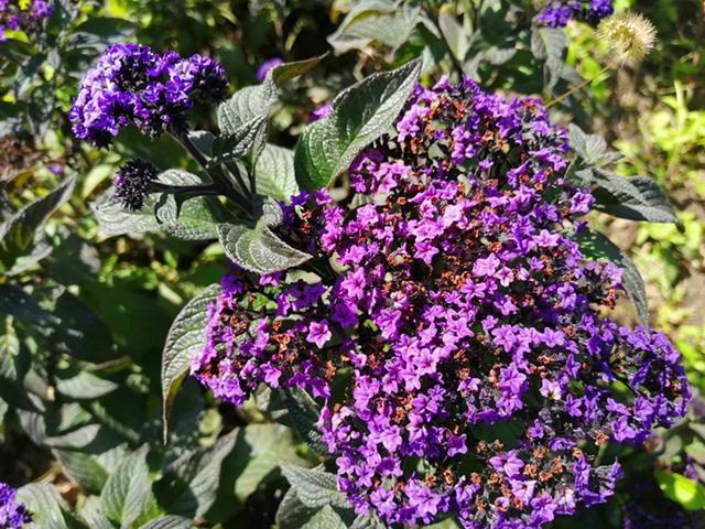 和香水一样香的草，紫色花朵超迷人，阳台种一盆，又香又美