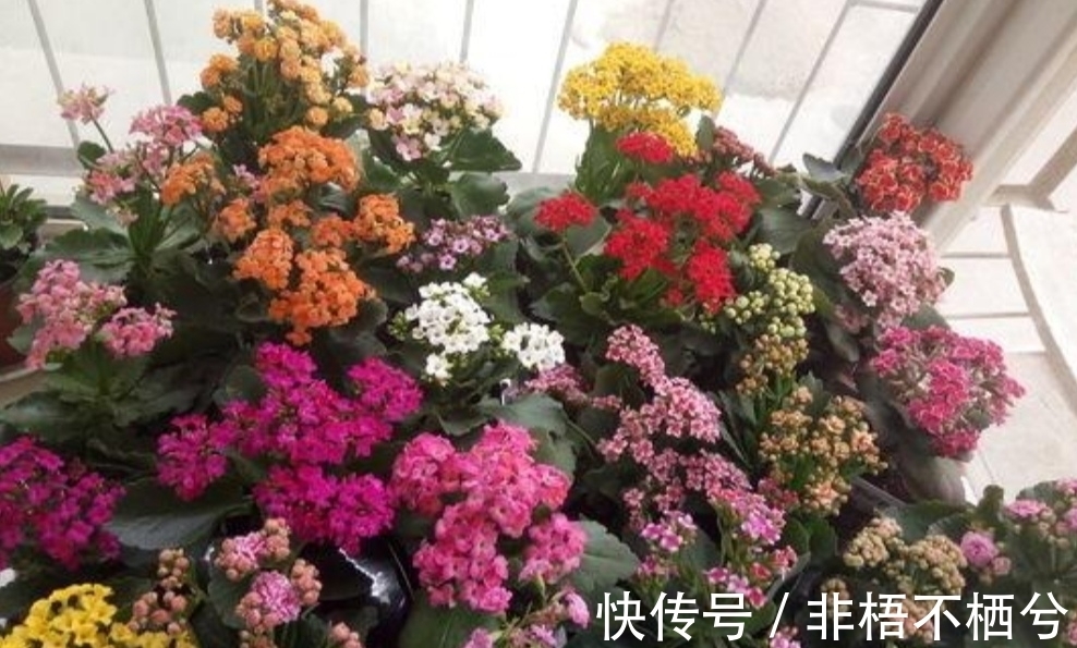 哪些花开花漂亮，花期又长？推荐5种花期超长的花卉