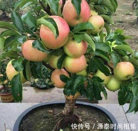 一盆能卖几十块，甚至上百元！果树另类种法巧赚钱！