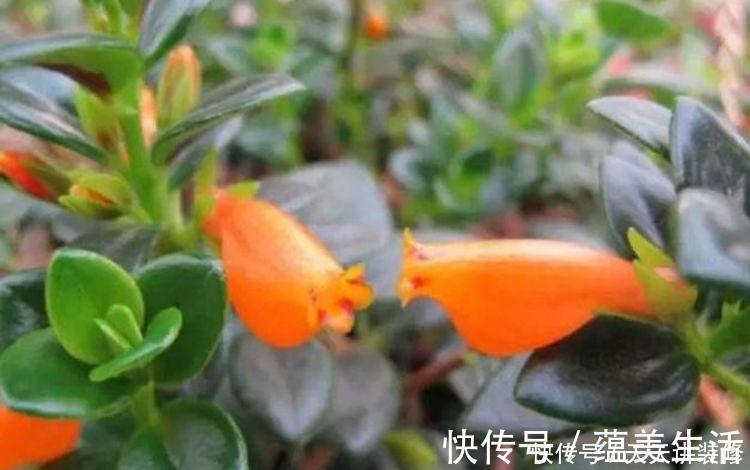 4种旺运花，吉祥添富贵，花美色艳，一言不合就爆盆，你一定喜欢