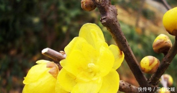 黄花闺女中的''黄花''指什么花!