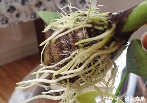 龟背竹|一个芋头芽,埋在花盆里,10天长成大盆景,比龟背竹还漂亮
