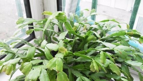 养了一两年的花都不开兑点这水一浇,花多得撑爆了盆