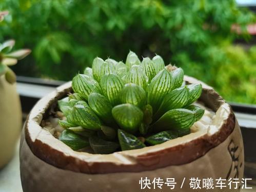 老手都抢着养的多肉,不徒长容易出状态,养在阳台超美的