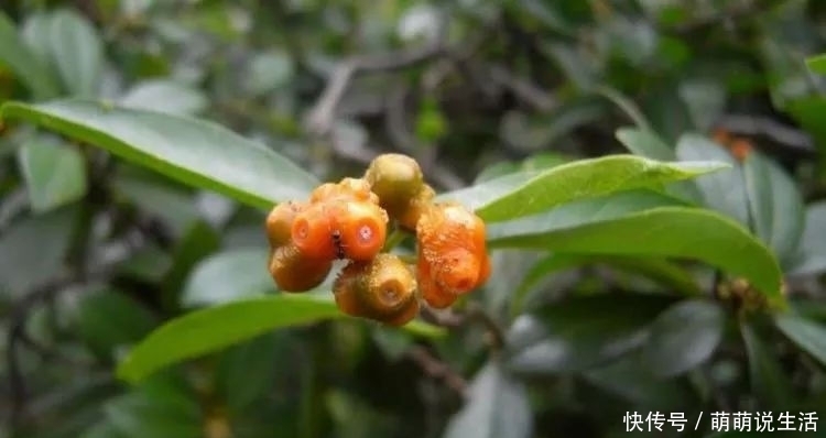 农村这种植物,果实有坑人称“鸡眼藤”,具有补肾作用,见过吗?