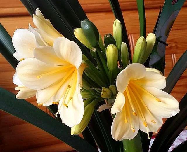 想养好君子兰,浇水方法很关键,你明白吗可别再错下去了!