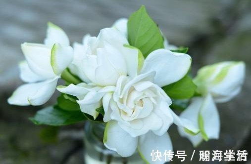 硫酸亚铁|栀子，茉莉不要抱怨养得不好用这种“肥水”浇，疯了不能坚持很久，旺盛