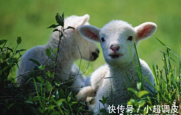出生|出生月份看一生命数，以下4个月份出生的属羊人，一辈子大吉大利