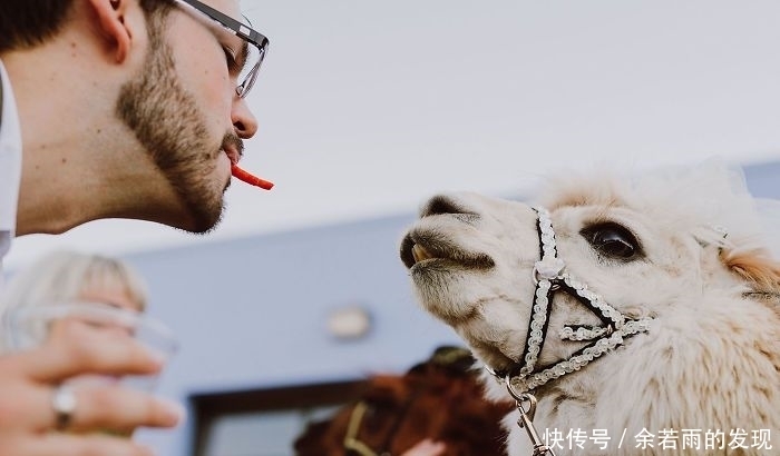 趣图:婚礼的时候一般会邀请什么人?嗯,草泥马伴娘没见过吧?