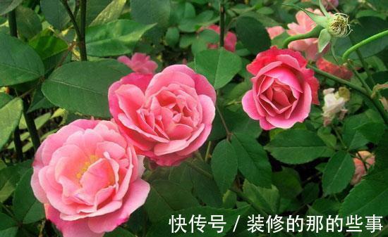 养花|养花试试这几款，淡淡的幽香让人迷醉不已