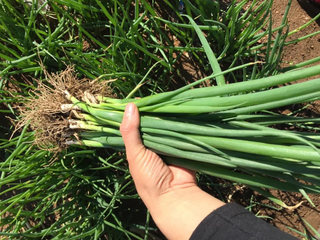健康|为何老中医说,大葱能少吃就少吃,或者最好别吃?有何健康讲究?