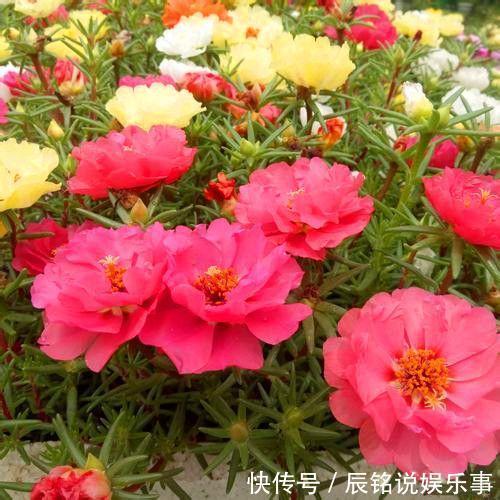 4种漂亮花，趁着“热天”快扦插，不但易生根而且长得快