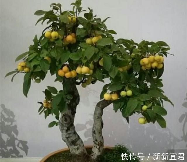 冬红果老桩也可以制作成盆景,还能结满红色诱人的红果子