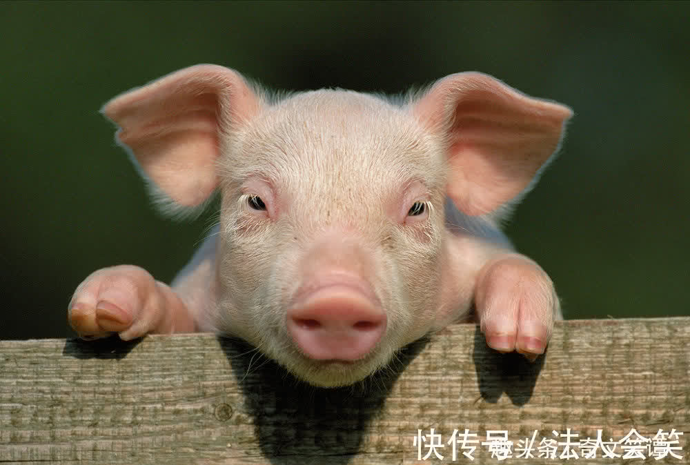 清朝&清朝奇案:一头猪两人抢,县官巧用第三者,妙定猪归宿