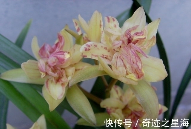 兰花中的“仙女”—富山奇蝶,花色清新香味浓,花型雅致,易养护