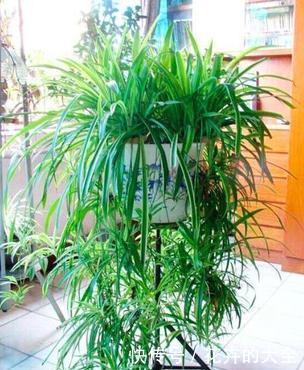 此7种健康花,养家里空气清新病菌少,看看你家有吗