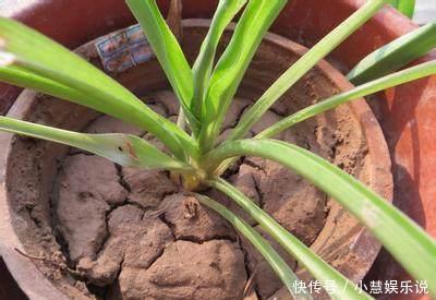 吊兰|花盆里的土壤“裂开”了,“1把它”撒下去,3天变疏松,根系健壮