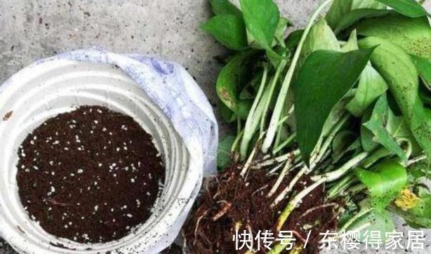 修剪|喜欢养花，先戒掉7个坏习惯，不然啥花也养不好，你占了几个？