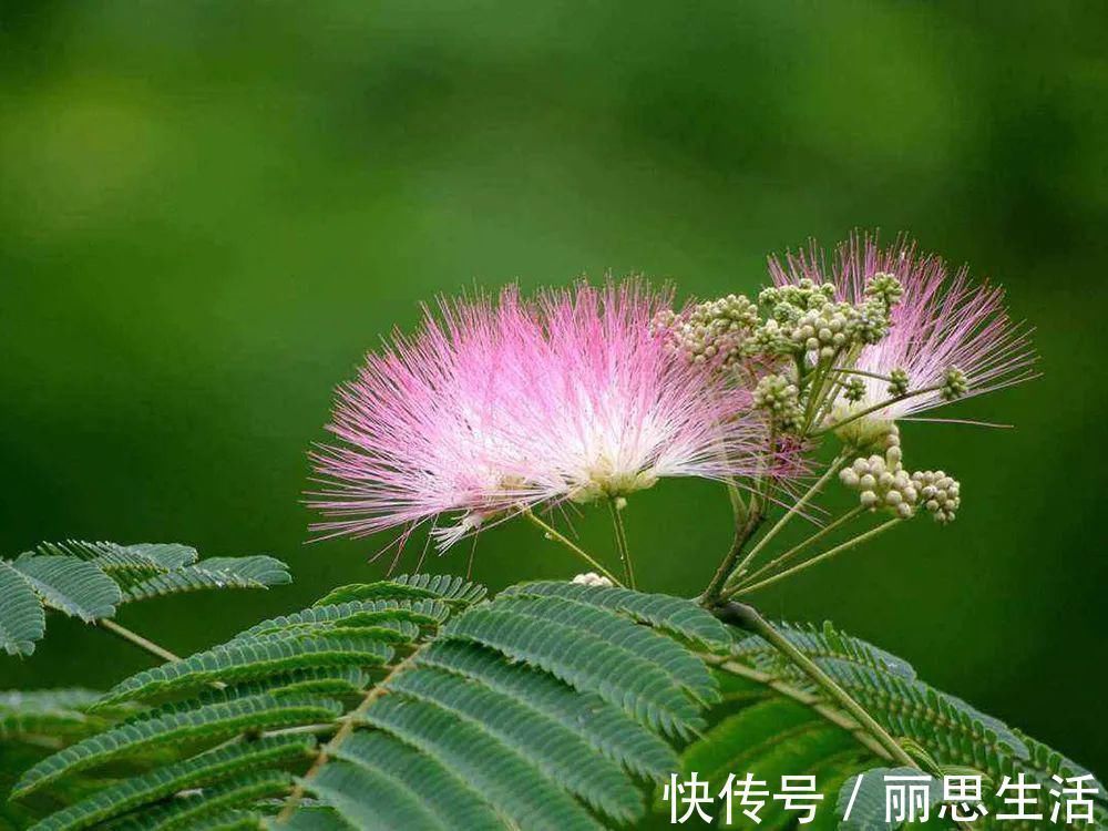 入药#李时珍言“令人欢乐无忧”,开花像扇子,人们常见,却不知其名字