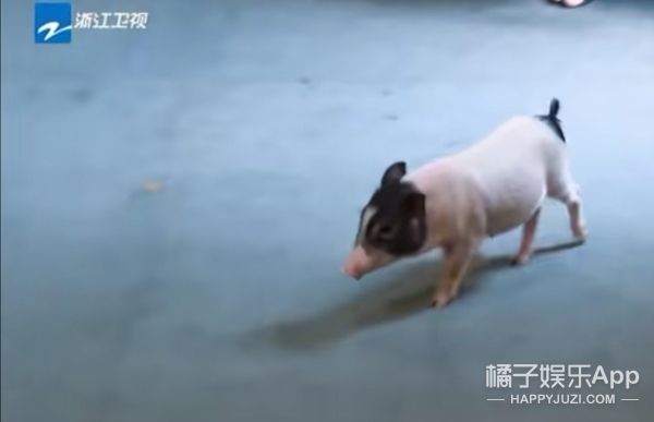 它逃,他追,它…跑的更飞?