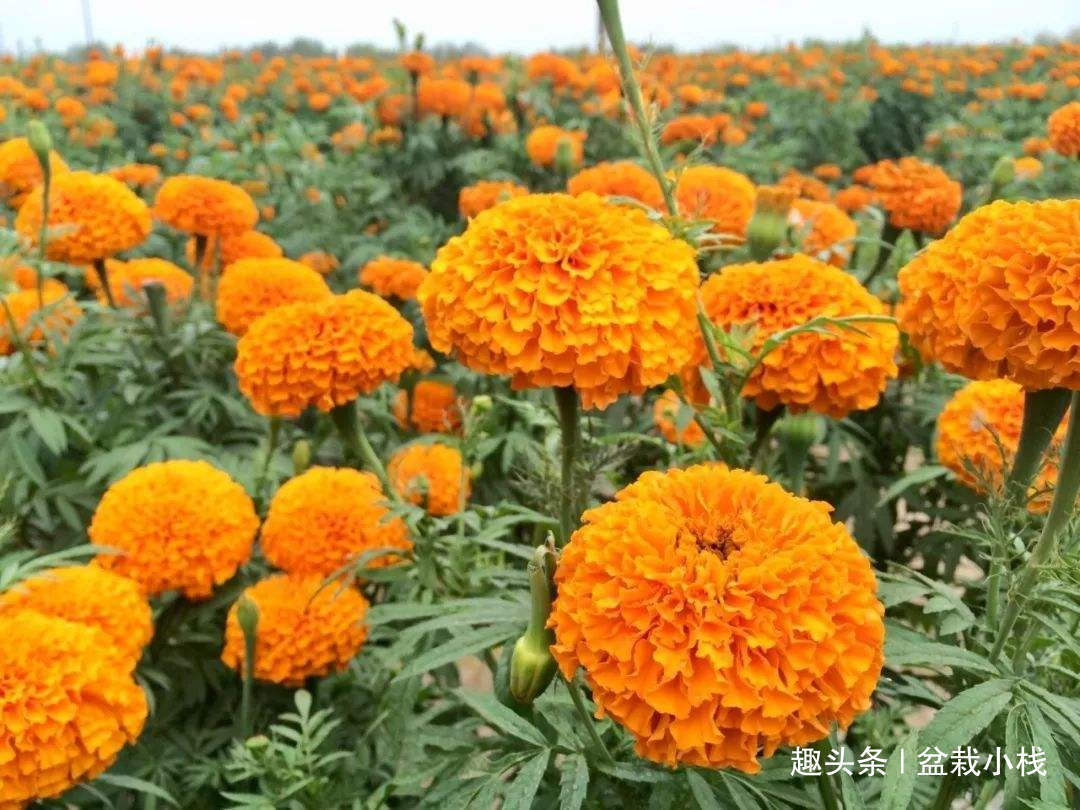 给点土就能活的“5种花”,适合新手花友养,您养过吗