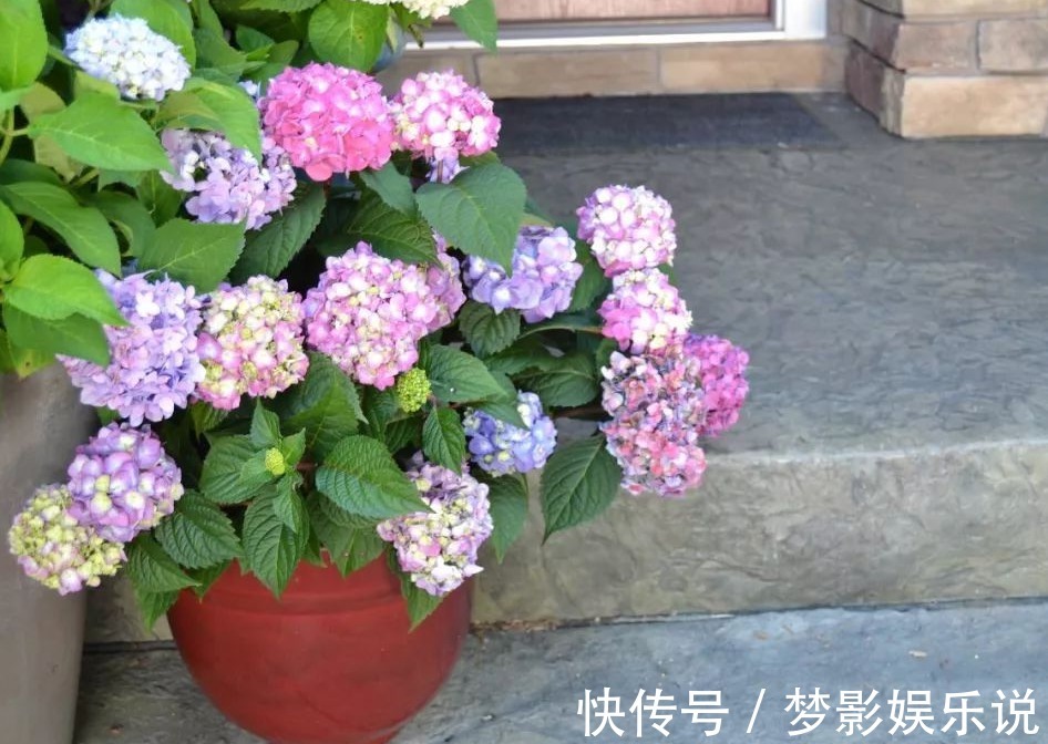夏季养殖绣球花,怕花大压弯枝头?学会这几招,植株不倒伏