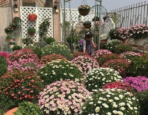 5块钱买盆花,也能养出高大上,繁花似锦开满阳台,越养越上瘾