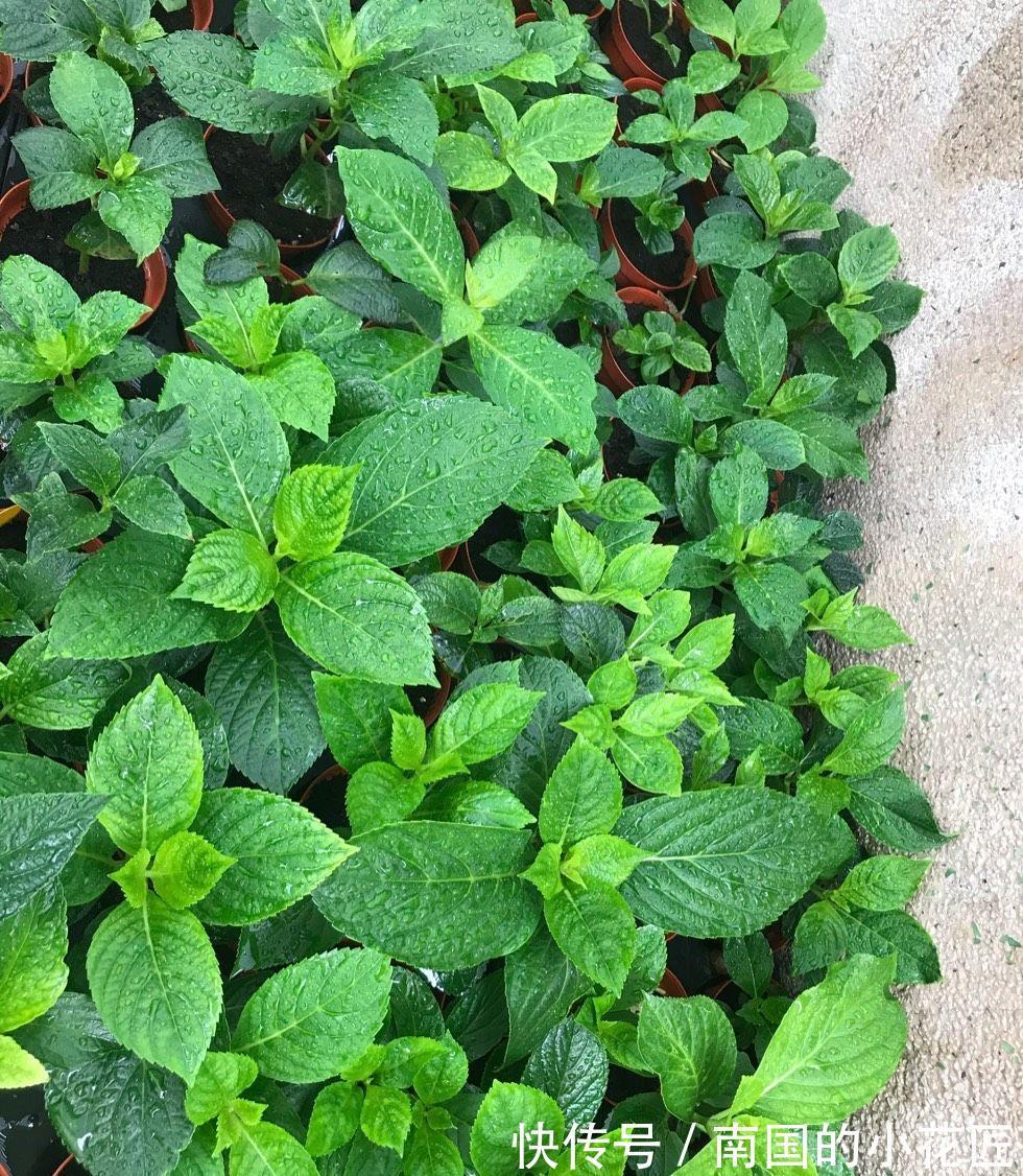 气生根|夏季也可以扦插繁殖的5种花,长根很快简单易活,由少变多