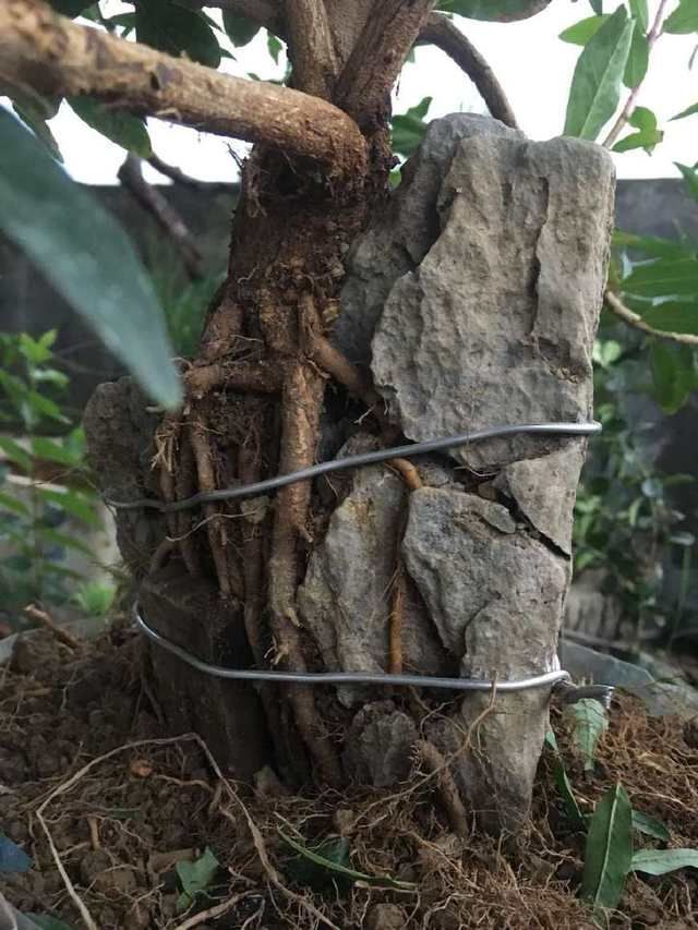 石榴盆景提根改造,图说石榴附石盆景的改造过程