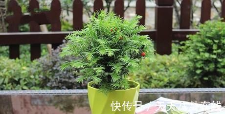 养眼|号称“养不死”的盆栽净化空气又养眼,手残党也能轻松养活